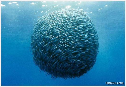 Super Cool Funny Pictures