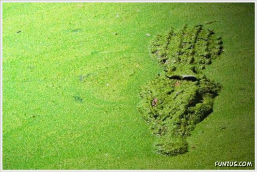 Super Cool Funny Pictures