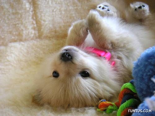 The Amazing Dog Logic