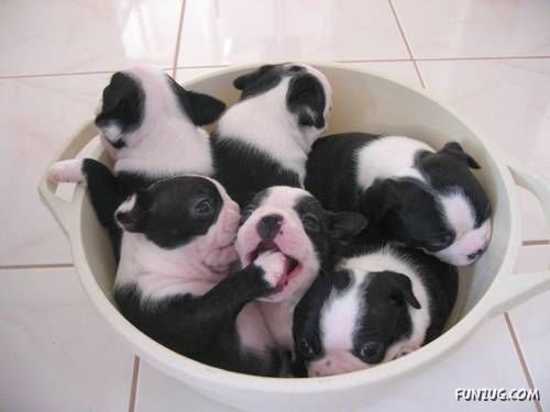 The Amazing Dog Logic