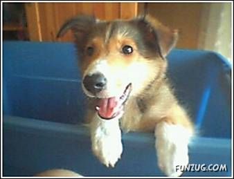 The Amazing Dog Logic