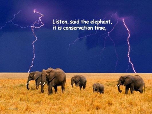 The Elephants Song