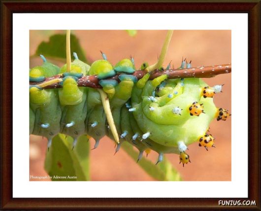 National Geographic's Best Pictures of 2009