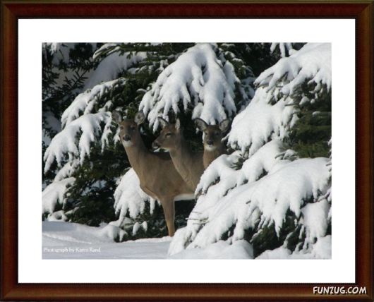 National Geographic's Best Pictures of 2009