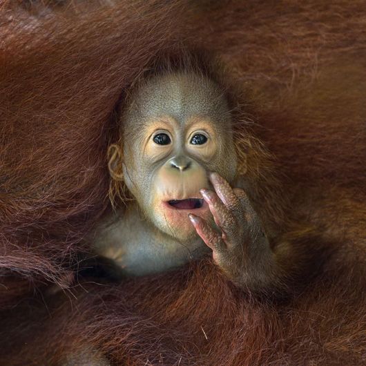 Sony World Photography Awards Shortlist Photos