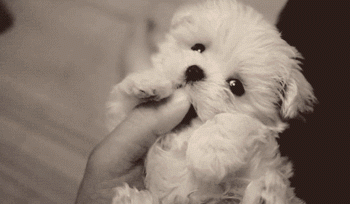 11 Reasons Why You Need A Pet