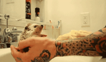 11 Reasons Why You Need A Pet