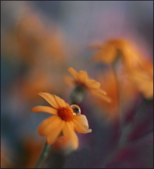 Beauty After The Rain