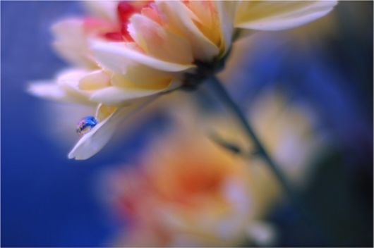 Beauty After The Rain