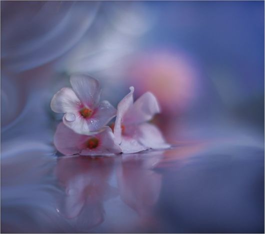 Beauty After The Rain