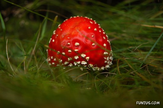 Beautiful Different Mushrooms
