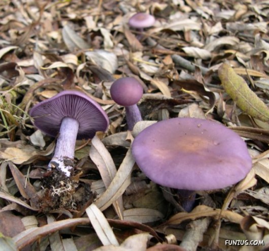Beautiful Different Mushrooms