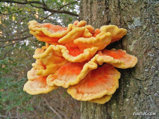 Beautiful Different Mushrooms
