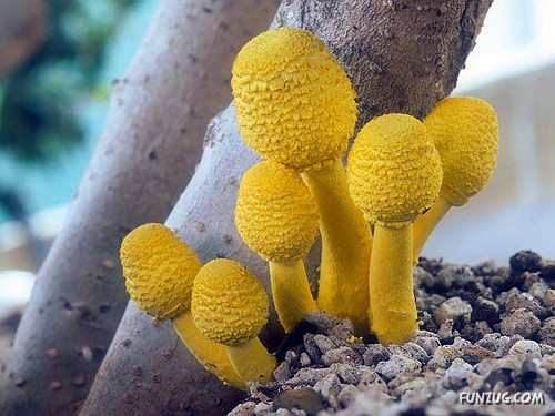 Beautiful Different Mushrooms