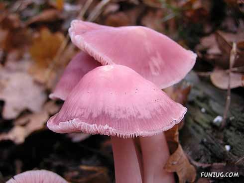 Beautiful Different Mushrooms