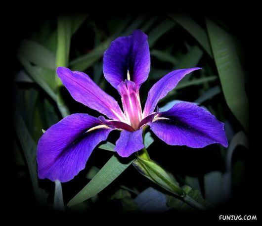 Beautiful Violet And Blue Flowers