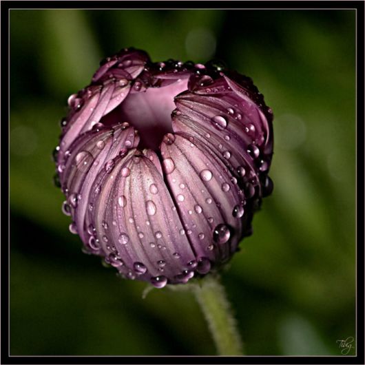 Beautiful Violet And Blue Flowers
