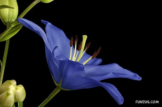 Beautiful Violet And Blue Flowers