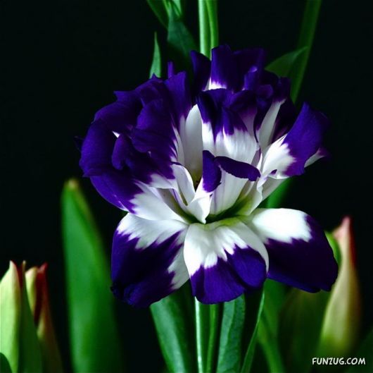 Beautiful Violet And Blue Flowers | Funzug.com