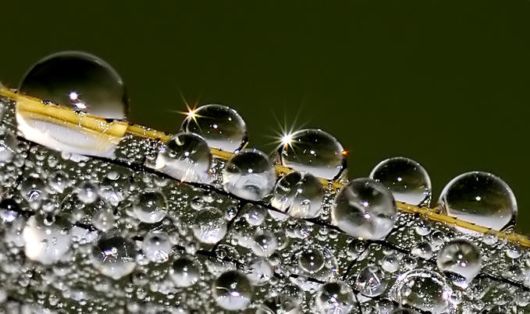 Beautiful Drops of Dew on Plants