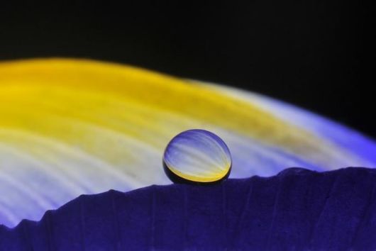 Beautiful Drops of Dew on Plants