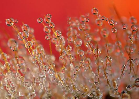 Beautiful Drops of Dew on Plants