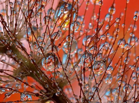 Beautiful Drops of Dew on Plants