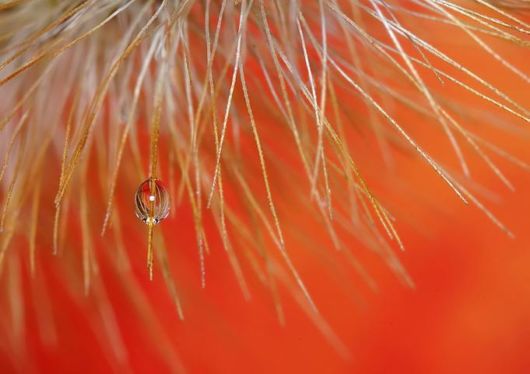 Beautiful Drops of Dew on Plants