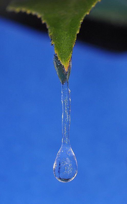 Beautiful Drops of Dew on Plants