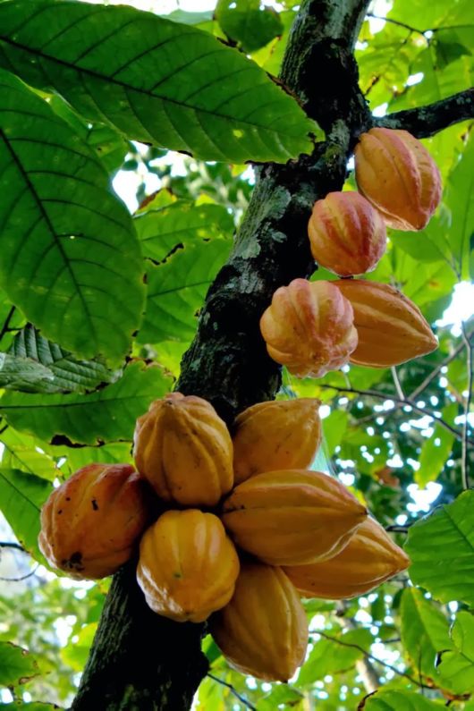How These Fruits, Vegetables And Spices Grow