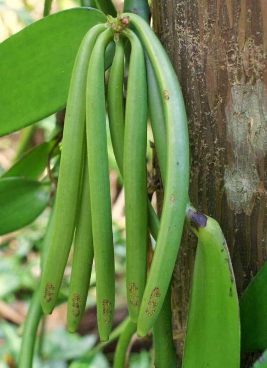 How These Fruits, Vegetables And Spices Grow
