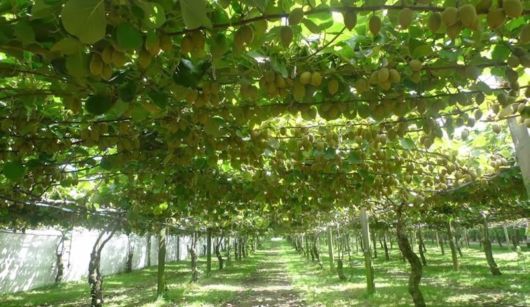 How These Fruits, Vegetables And Spices Grow