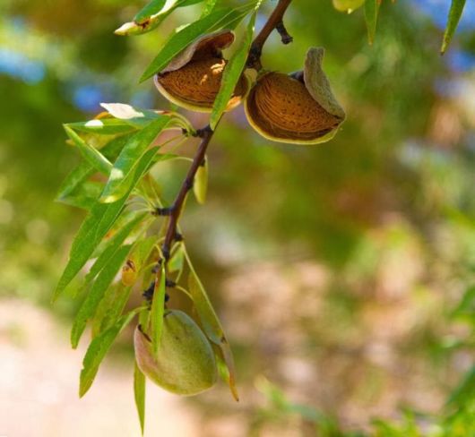 How These Fruits, Vegetables And Spices Grow