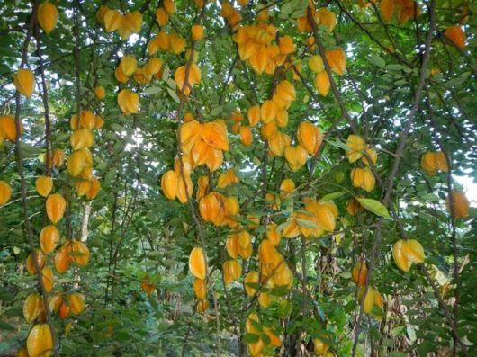 How These Fruits, Vegetables And Spices Grow