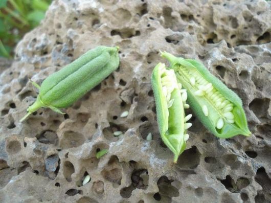 How These Fruits, Vegetables And Spices Grow