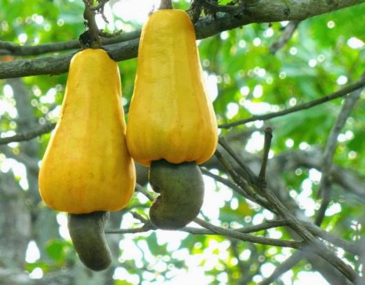 How These Fruits, Vegetables And Spices Grow