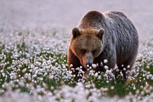 Incredible Moments in Nature Captured in Beautiful Photographs