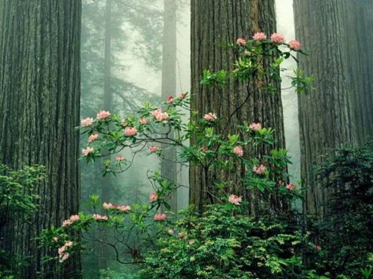 A Whole New World of Nature