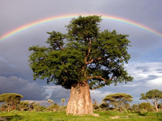 Amazing Rainbows in the Sky