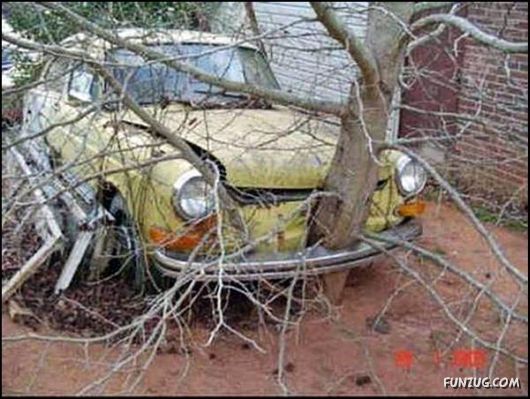 Amazing Strength of Nature