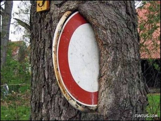 Amazing Strength of Nature