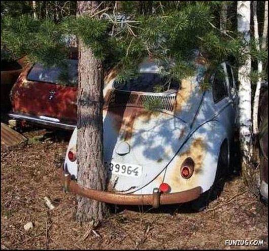 Amazing Strength of Nature