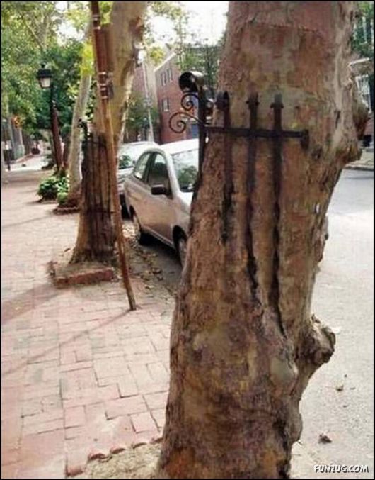 Amazing Strength of Nature