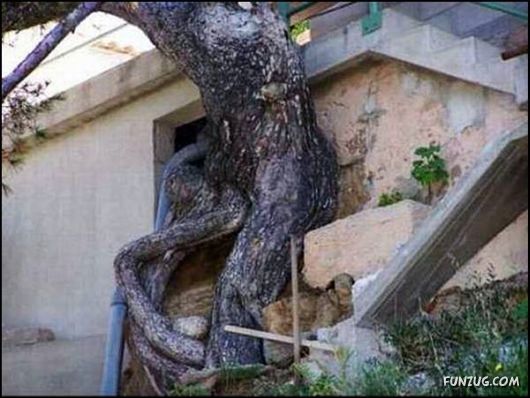 Amazing Strength of Nature