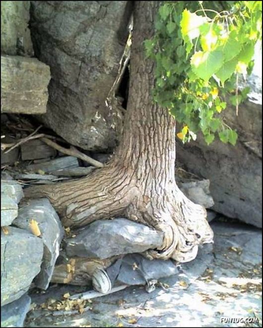 Amazing Strength of Nature