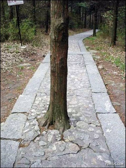 Amazing Strength of Nature