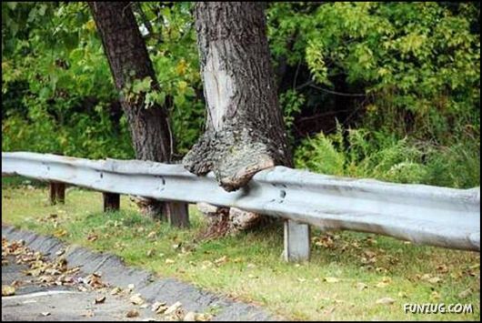 Amazing Strength of Nature