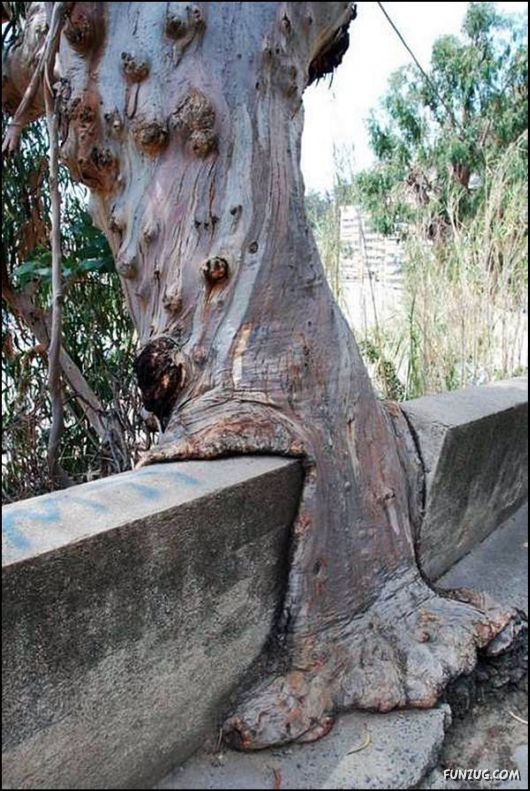 Amazing Strength of Nature