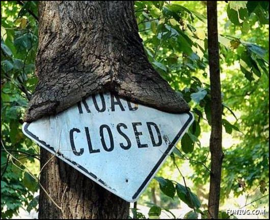 Amazing Strength of Nature