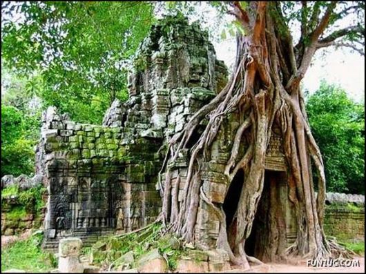 Amazing Strength of Nature